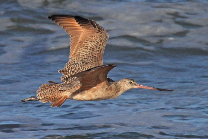 Marbled Godwit (in flight)