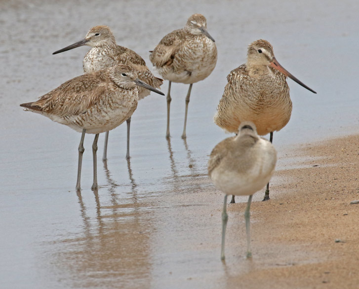 Marbled Godwit