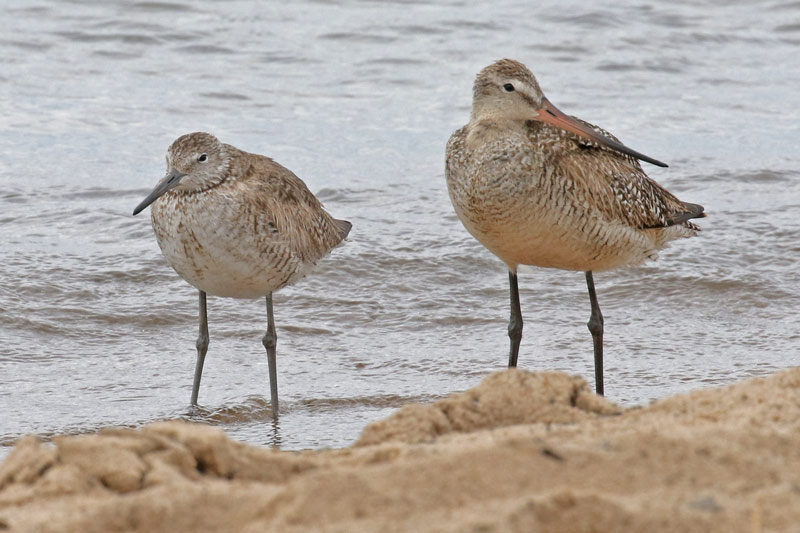 Marbled Godwit