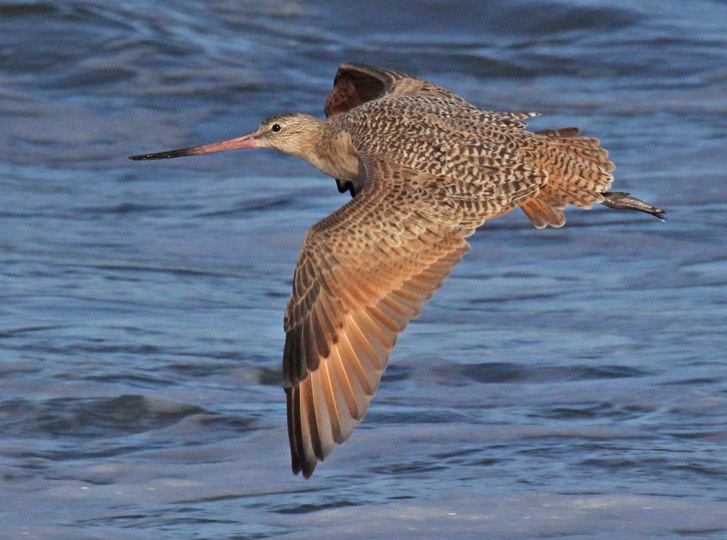 Marbled Godwit (in flight)