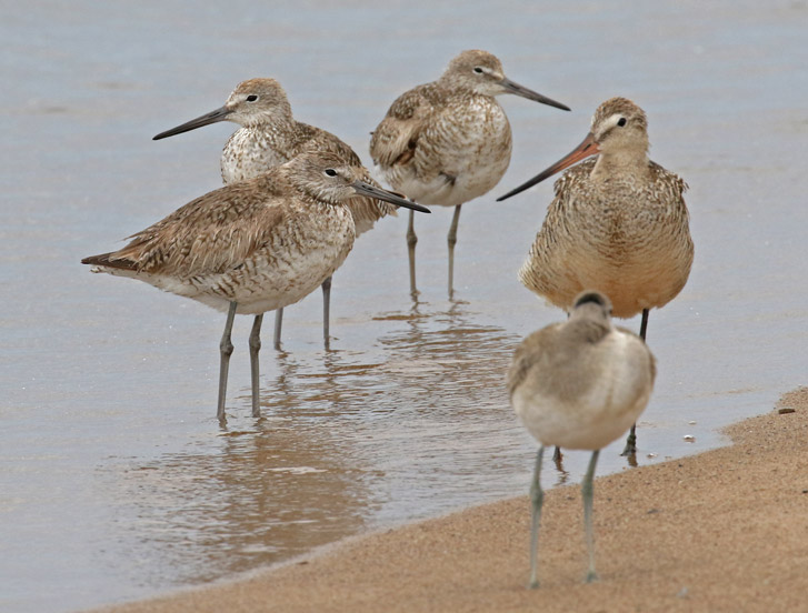 Willet (Western Race - adult and juveniles)