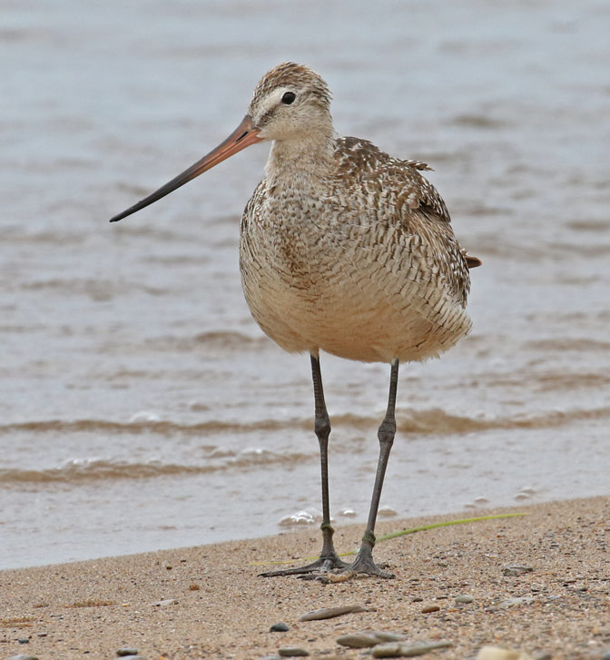 Marbled Godwit