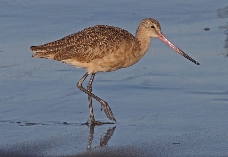 Marbled Godwit