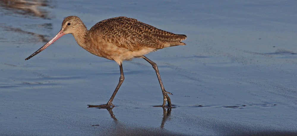 Marbled Godwit