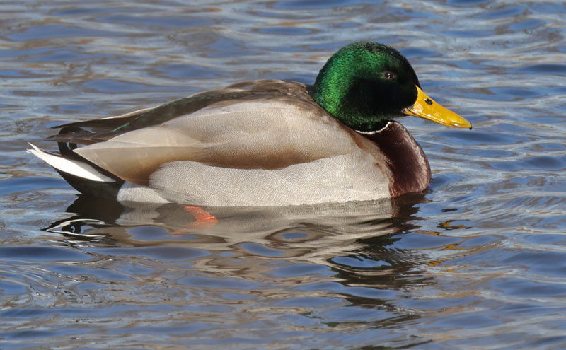 Mallard