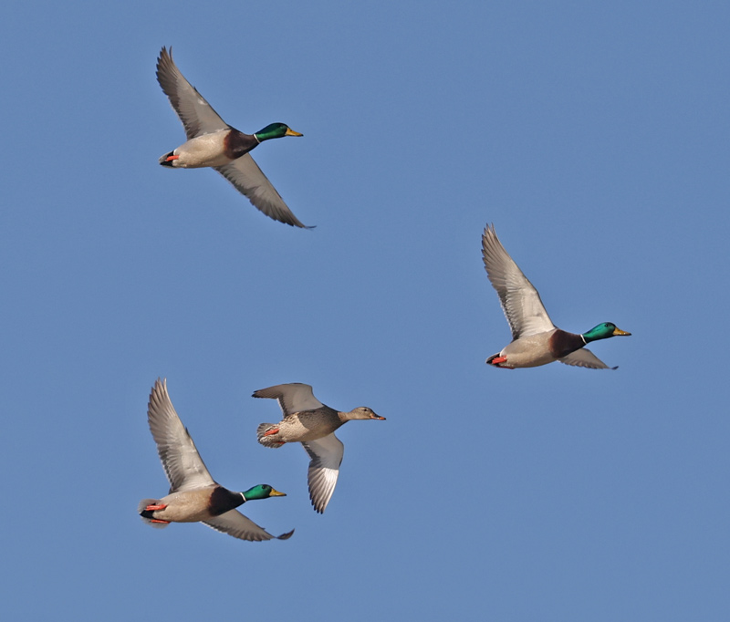 Mallard (in flight)