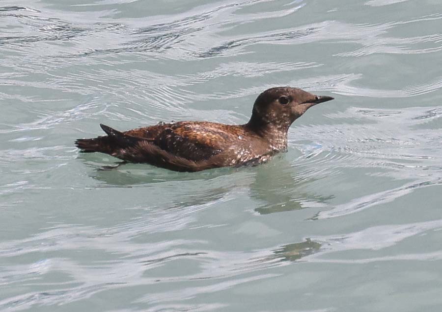 Marbled Murrelet