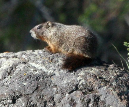 Yellow-bellied Marmot photo 1