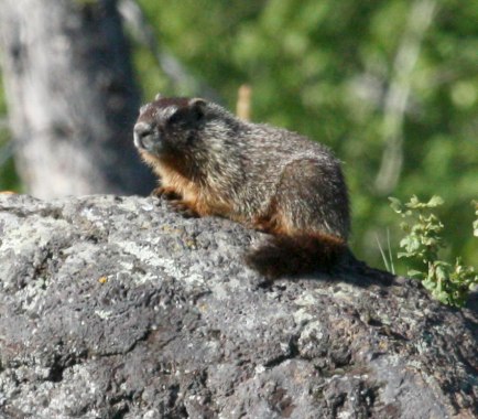 Yellow-bellied Marmot photo 2