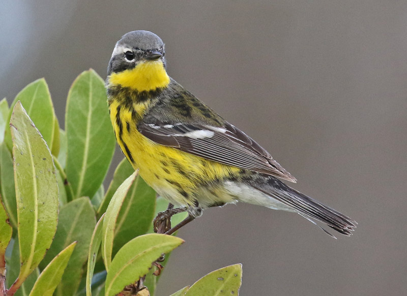 Magnolia Warbler