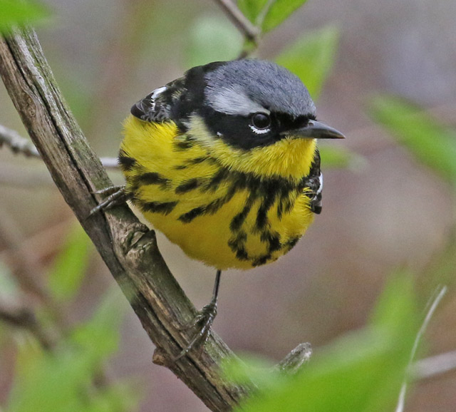 Magnolia Warbler