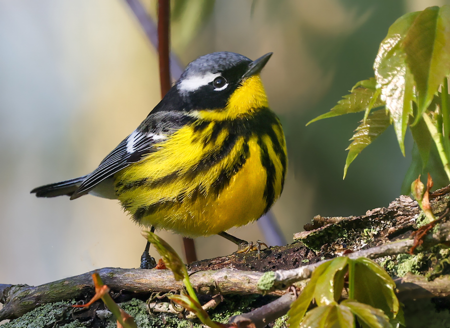 Magnolia Warbler