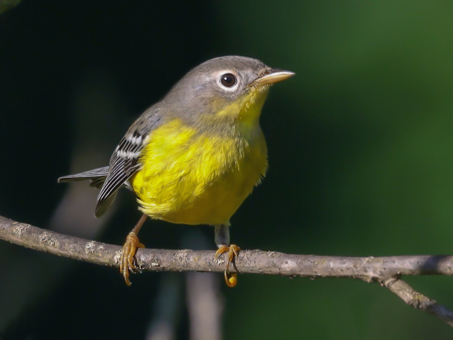 Magnolia Warbler