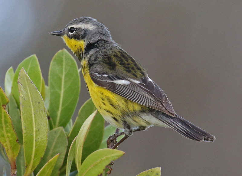 Magnolia Warbler