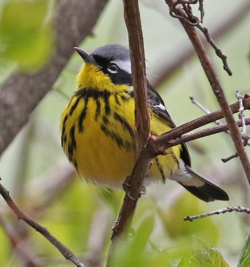Magnolia Warbler