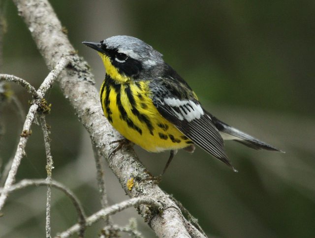 Magnolia Warbler