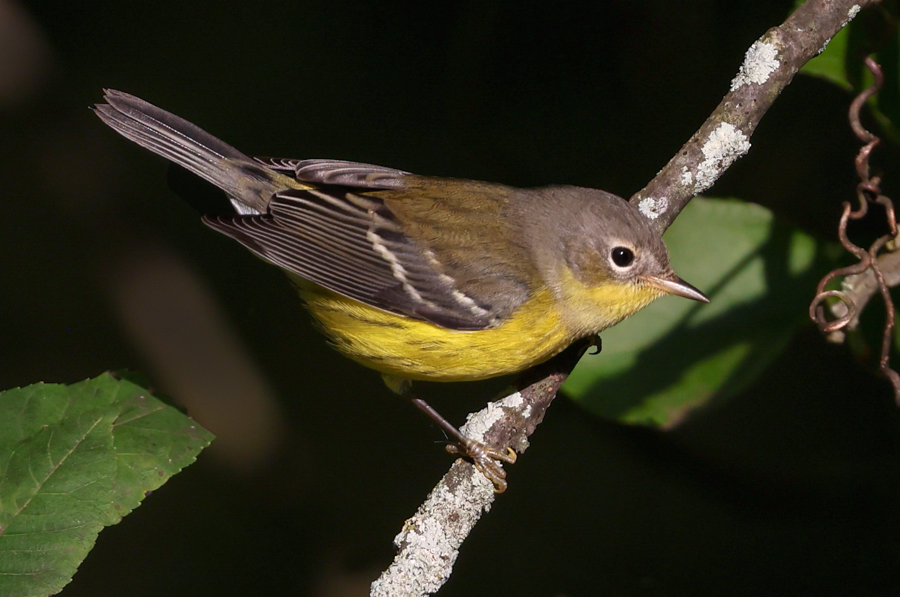 Magnolia Warbler