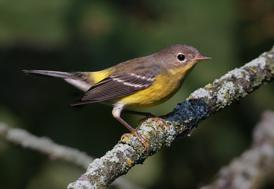 Magnolia Warbler