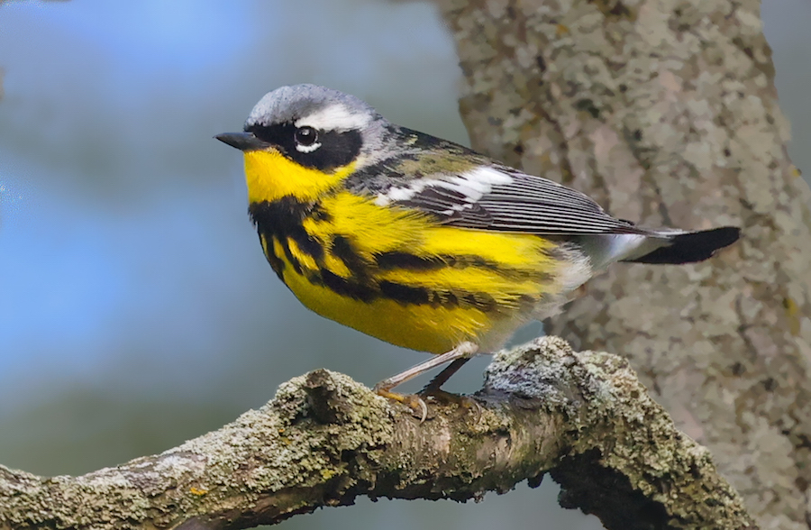 Magnolia Warbler