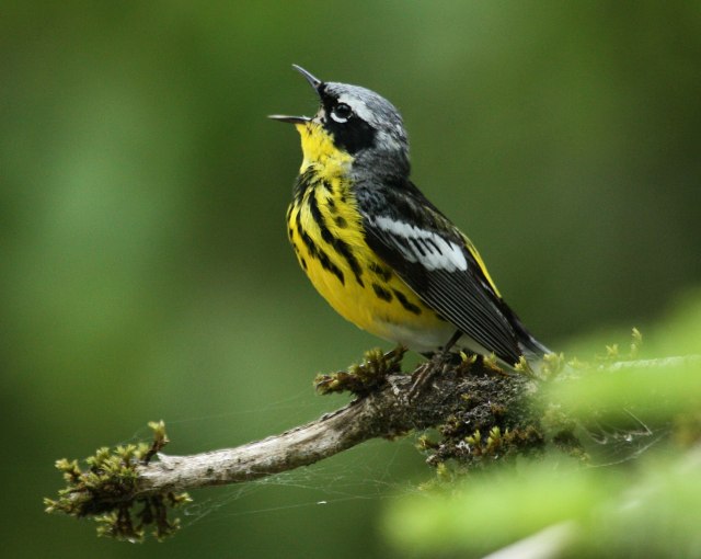 Magnolia Warbler