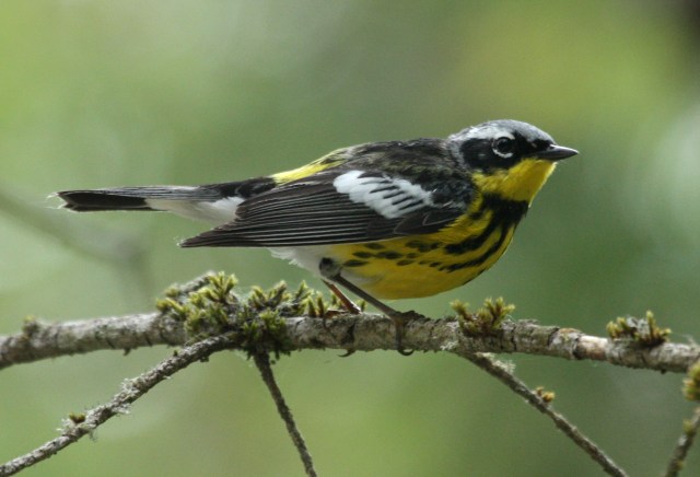 Magnolia Warbler