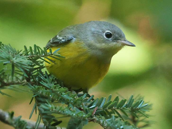 Magnolia Warbler