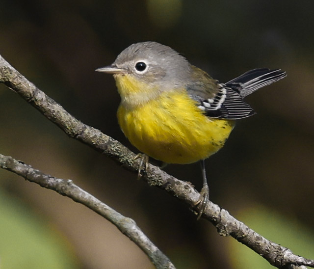 Magnolia Warbler