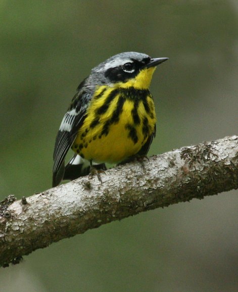 Magnolia Warbler