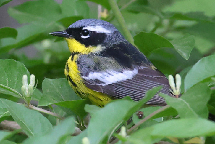 Magnolia Warbler