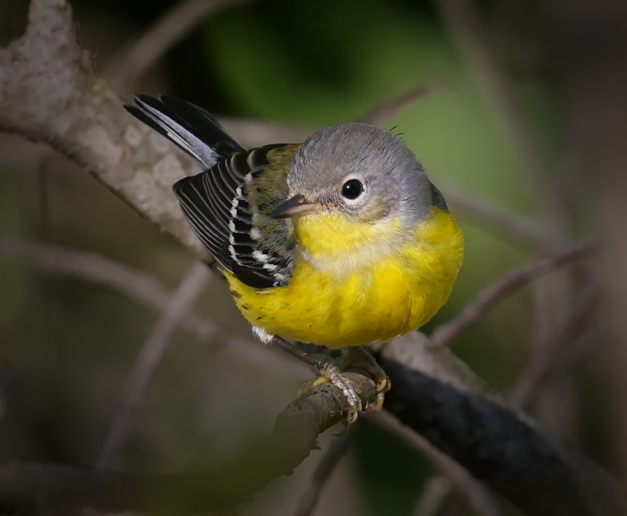Magnolia Warbler