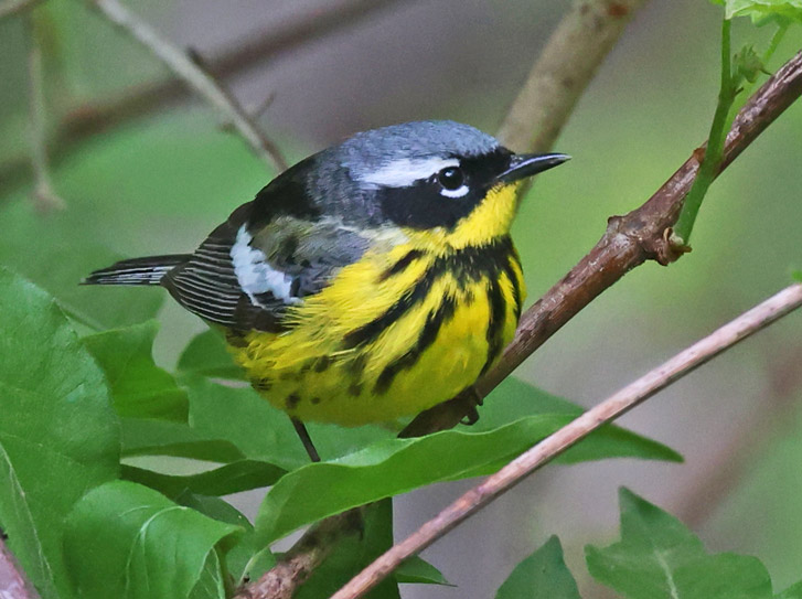 Magnolia Warbler