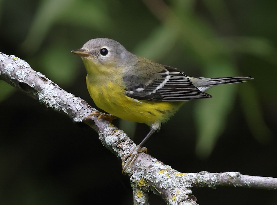Magnolia Warbler