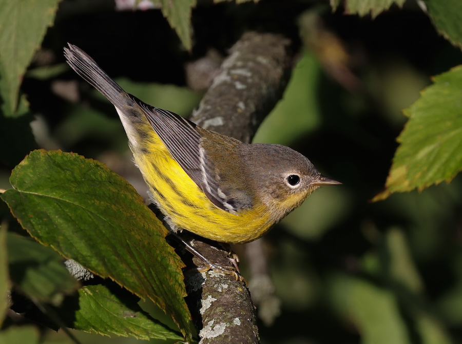 Magnolia Warbler