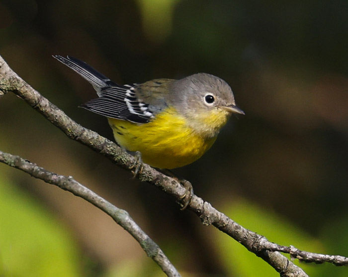 Magnolia Warbler