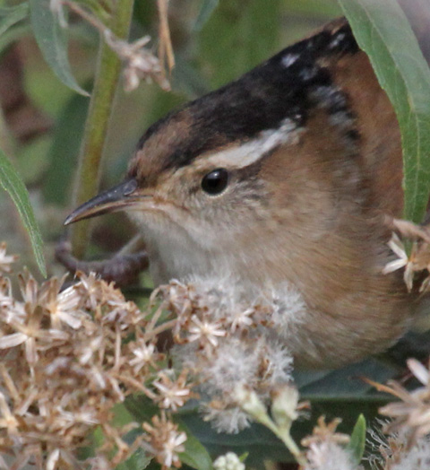 Marsh Wren