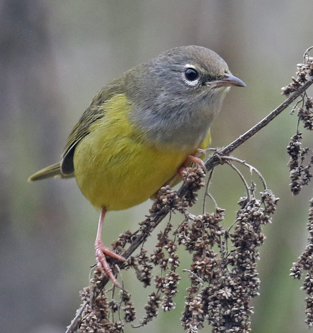 MacGillivray's Warbler (adult female)