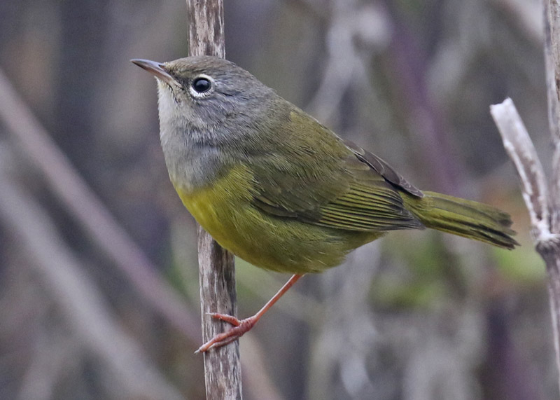 MacGillivray's Warbler (adult female)