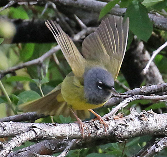MacGillivray's Warbler