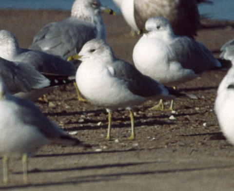 Short-billed Gull
