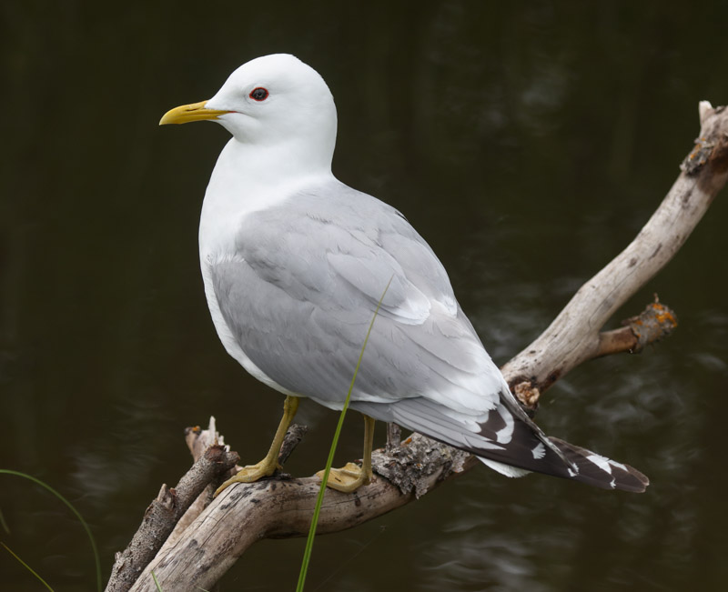 Short-billed Gull