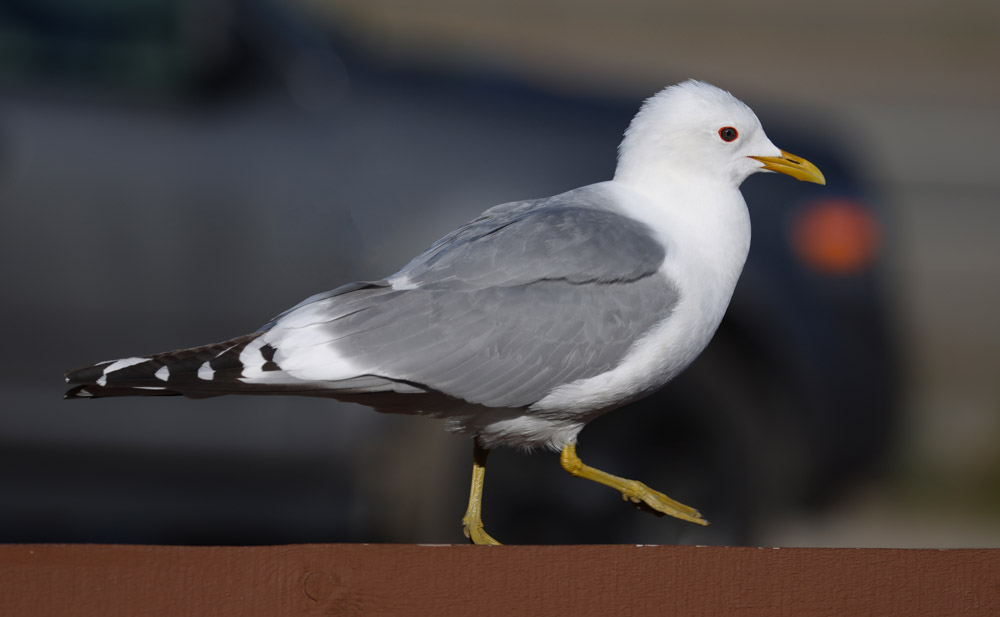 Short-billed Gull
