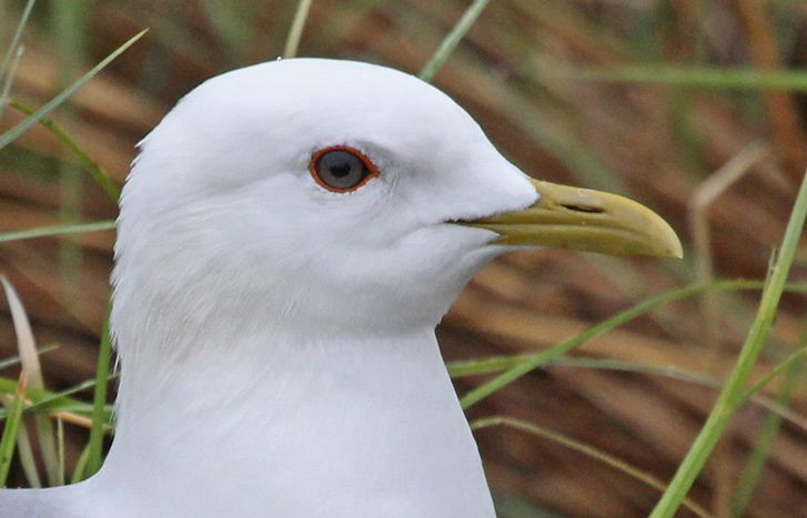 Short-billed Gull