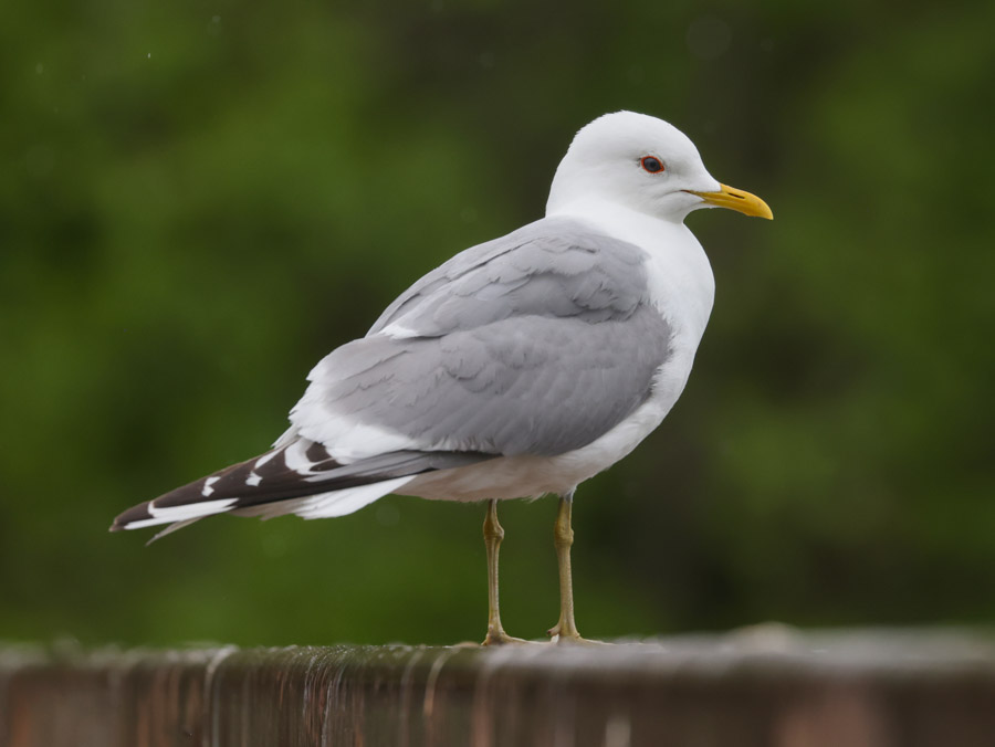 Short-billed Gull