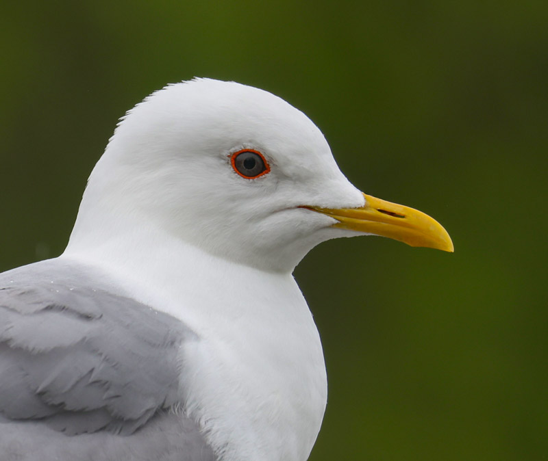 Short-billed Gull