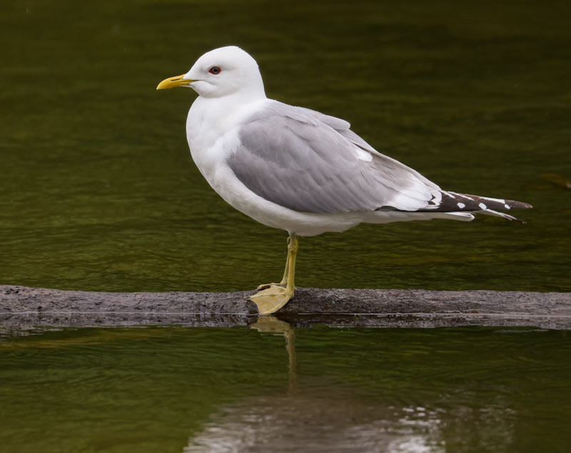 Short-billed Gull