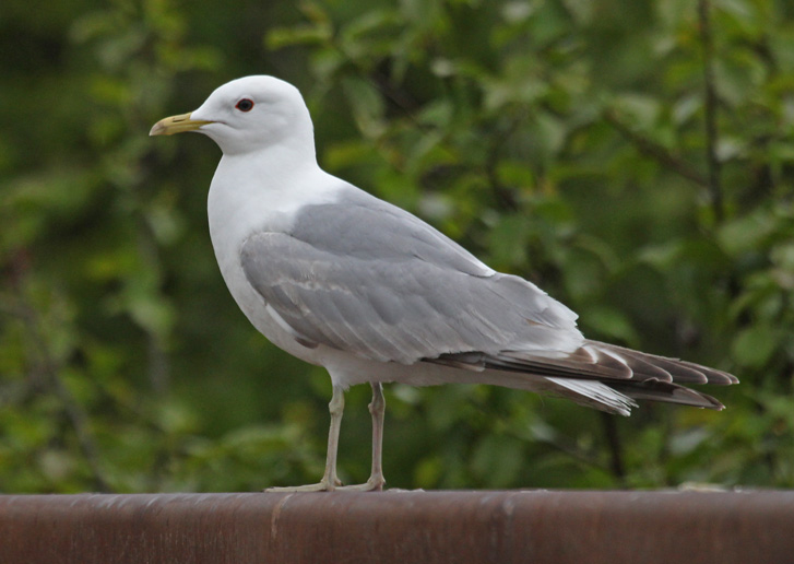 Short-billed Gull
