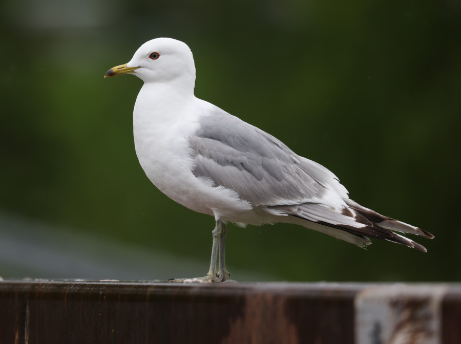 Short-billed Gull