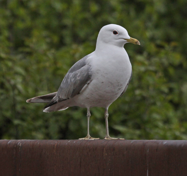 Short-billed Gull