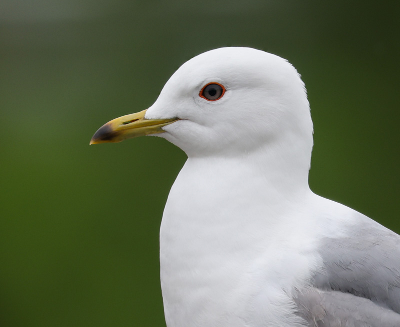 Short-billed Gull