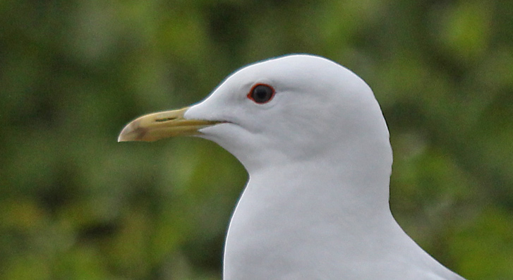 Short-billed Gull
